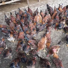 Gà mía lai bố mẹ